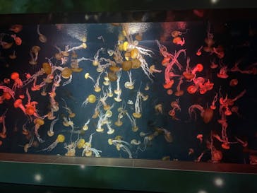 新江ノ島水族館に投稿された画像（2023/8/16）