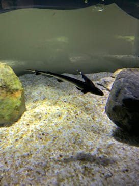 カワスイ 川崎⽔族館に投稿された画像（2023/8/16）