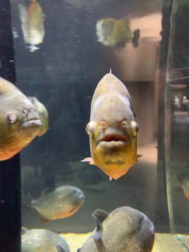 カワスイ 川崎⽔族館に投稿された画像（2023/8/16）