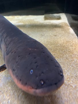 カワスイ 川崎⽔族館に投稿された画像（2023/8/16）