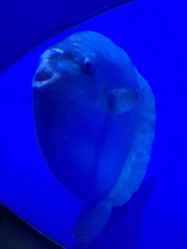 サンシャイン水族館に投稿された画像（2023/8/16）
