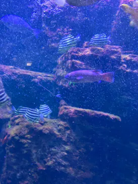 横浜・八景島シーパラダイスに投稿された画像（2023/8/16）