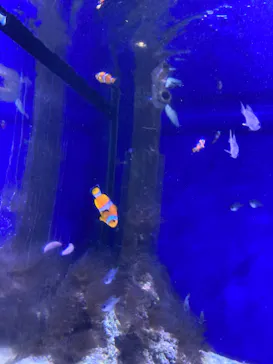 横浜・八景島シーパラダイスに投稿された画像（2023/8/16）