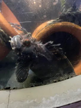 横浜・八景島シーパラダイスに投稿された画像（2023/8/16）