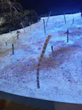 名古屋港水族館に投稿された画像（2023/8/16）