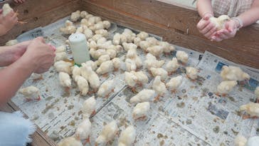 しろとり動物園に投稿された画像（2023/8/16）