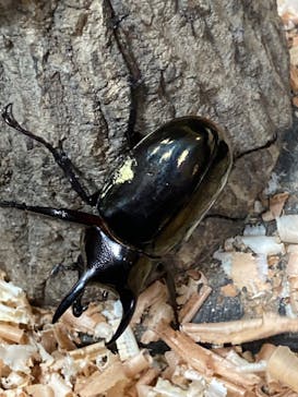 JOYPOLIS 特別イベントスペースに投稿された画像（2023/8/16）