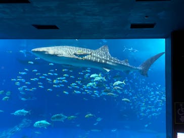 沖縄美ら海水族館に投稿された画像（2023/8/16）