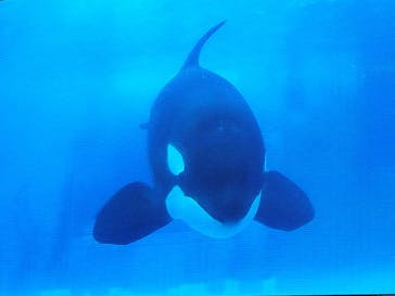 名古屋港水族館に投稿された画像（2023/8/16）