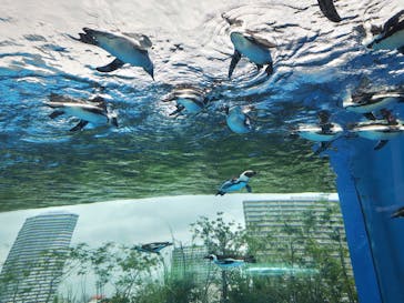 サンシャイン水族館に投稿された画像（2023/8/16）