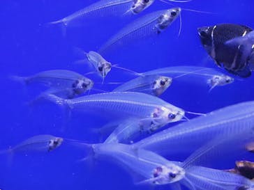 サンシャイン水族館に投稿された画像（2023/8/16）