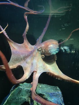 サンシャイン水族館に投稿された画像（2023/8/16）