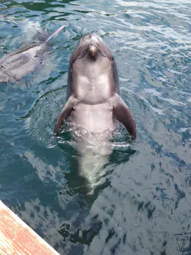 うみたま体験パーク 「つくみイルカ島」に投稿された画像（2023/8/16）