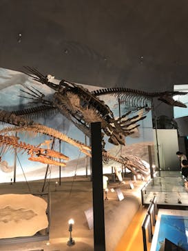 福井県立恐竜博物館に投稿された画像（2023/8/16）