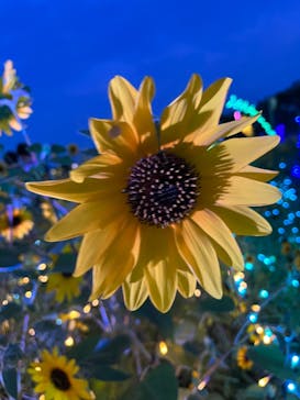 せんだい農業園芸センター　みどりの杜に投稿された画像（2023/8/16）