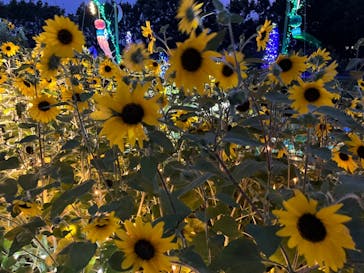 せんだい農業園芸センター　みどりの杜に投稿された画像（2023/8/16）