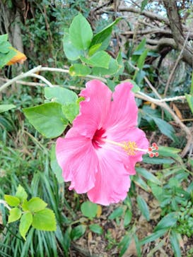 首里城公園 有料区域に投稿された画像（2023/8/16）