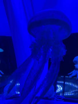 しながわ水族館に投稿された画像（2023/8/16）