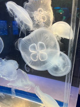 しながわ水族館に投稿された画像（2023/8/16）