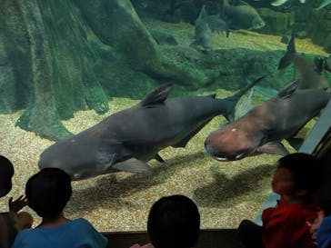 世界淡水魚園水族館　アクア・トトぎふに投稿された画像（2023/8/16）