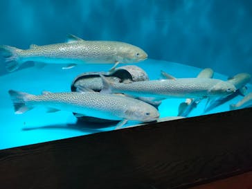 世界淡水魚園水族館　アクア・トトぎふに投稿された画像（2023/8/16）