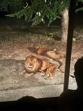 群馬サファリパークに投稿された画像（2023/8/16）