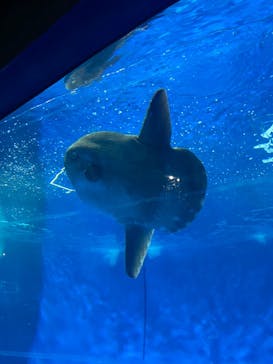 アクアワールド茨城県大洗水族館に投稿された画像（2023/8/16）