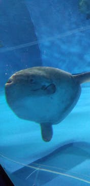 アクアワールド茨城県大洗水族館に投稿された画像（2023/8/16）