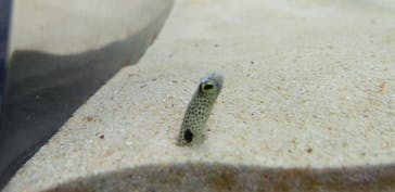 アクアワールド茨城県大洗水族館に投稿された画像（2023/8/16）