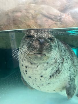 城崎マリンワールドに投稿された画像（2023/8/16）