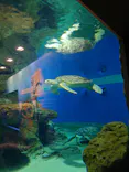 名古屋港水族館に投稿された画像（2023/8/17）