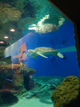 名古屋港水族館に投稿された画像（2023/8/16）