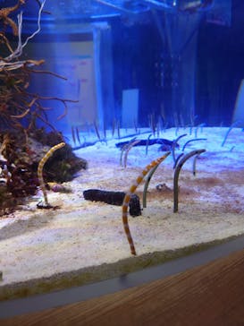 名古屋港水族館に投稿された画像（2023/8/16）