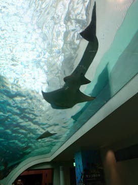 名古屋港水族館に投稿された画像（2023/8/16）