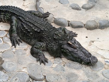 熱川バナナワニ園に投稿された画像（2023/8/17）