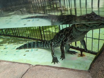 熱川バナナワニ園に投稿された画像（2023/8/17）