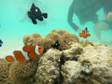 宮古島マリン SUGAR3（シュガースリー）に投稿された画像（2023/8/17）