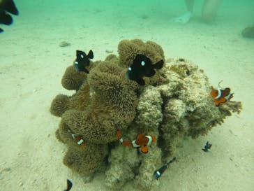 宮古島マリン SUGAR3（シュガースリー）に投稿された画像（2023/8/17）