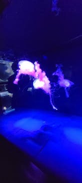 京都鉄道博物館×京都水族館に投稿された画像（2023/8/17）