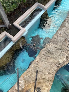 新江ノ島水族館に投稿された画像（2023/8/17）