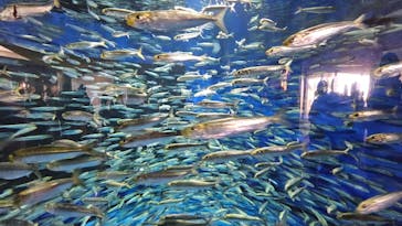 アクアワールド茨城県大洗水族館に投稿された画像（2023/8/17）