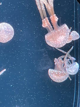 AOAO SAPPOROに投稿された画像（2023/8/17）