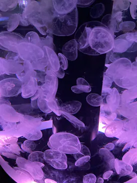 マクセル アクアパーク品川に投稿された画像（2023/8/17）