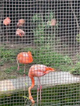 天王寺動物園に投稿された画像（2023/8/17）