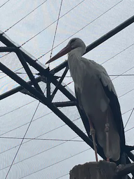 天王寺動物園に投稿された画像（2023/8/17）