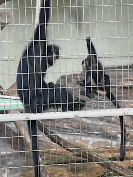 天王寺動物園に投稿された画像（2023/8/17）
