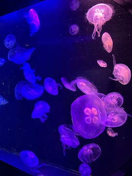 マリンワールド海の中道に投稿された画像（2023/8/17）