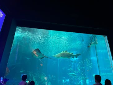 マリンワールド海の中道に投稿された画像（2023/8/17）