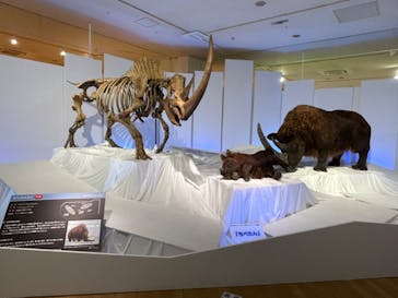 特別展「化石ハンター展 ～ゴビ砂漠の恐竜とヒマラヤの超大型獣～」に投稿された画像（2023/8/17）