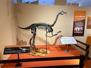 特別展「化石ハンター展 ～ゴビ砂漠の恐竜とヒマラヤの超大型獣～」に投稿された画像（2023/8/17）